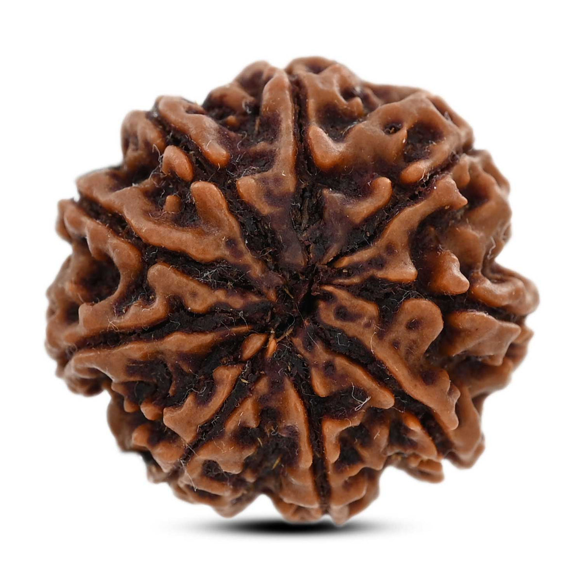 9 Mukhi Rudraksha (Nepal) 25.6 M.M.