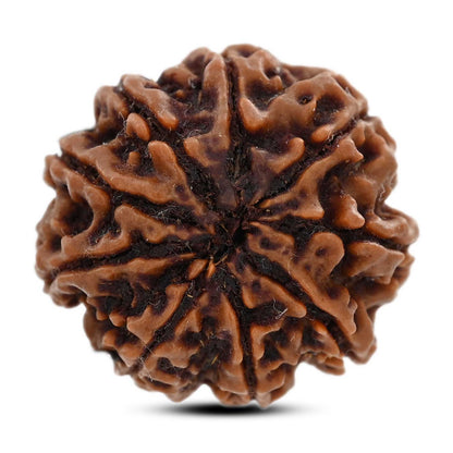 9 Mukhi Rudraksha (Nepal) 25.6 M.M.