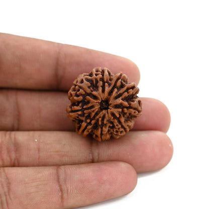 9 Mukhi Rudraksha (Nepal) 25.6 M.M.