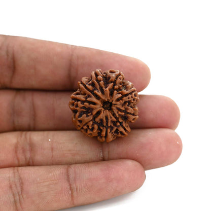 9 Mukhi Rudraksha (Nepal) 25.6 M.M.