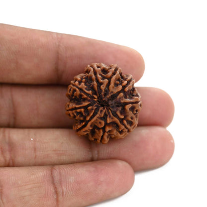 9 Mukhi Rudraksha (Nepal) 25.6 M.M.