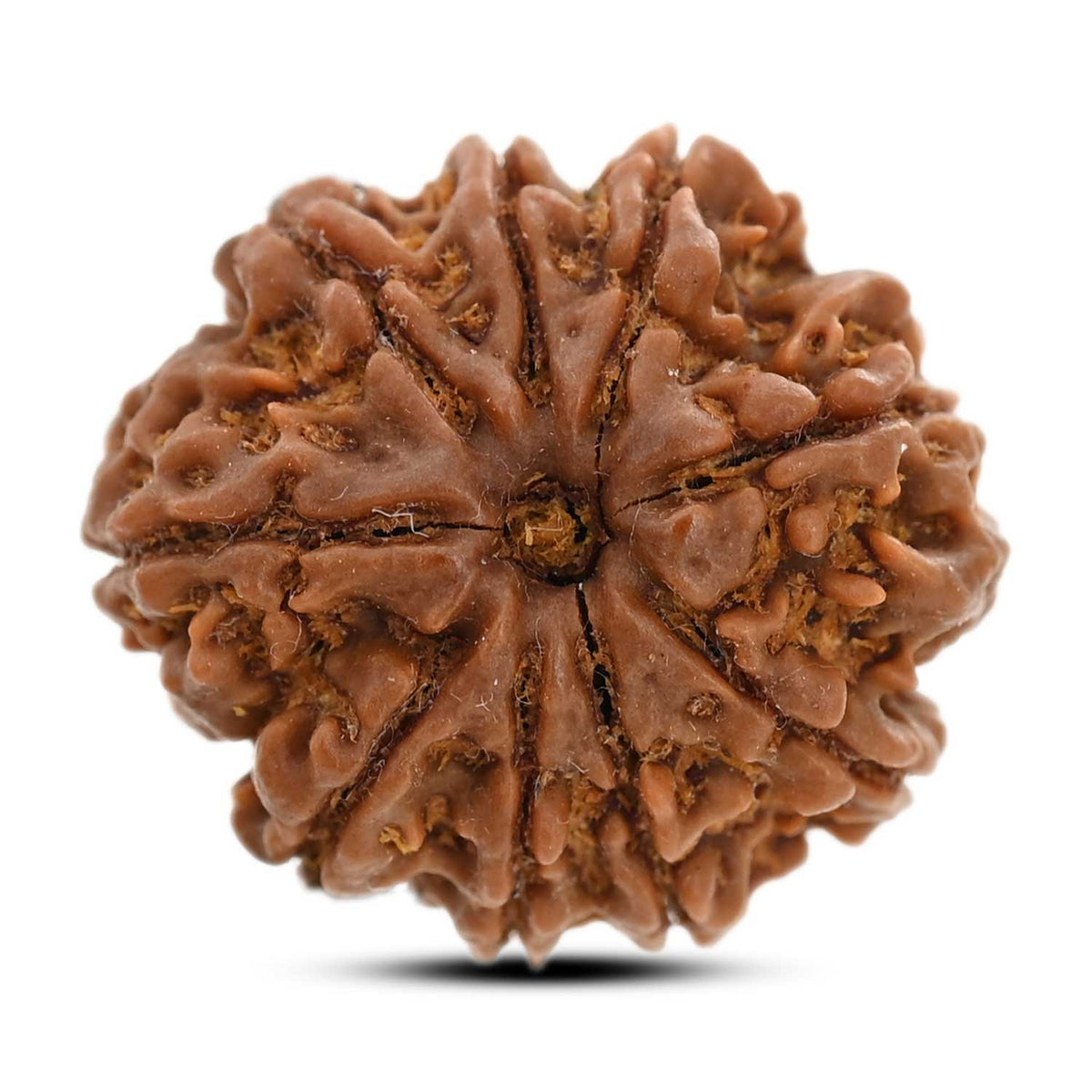 9 Mukhi Rudraksha (Nepal) 24.16 M.M.