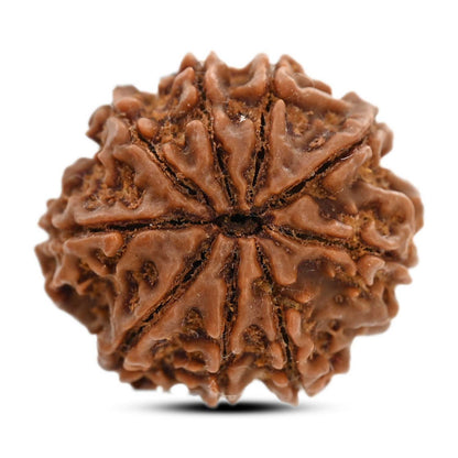 9 Mukhi Rudraksha (Nepal) 24.16 M.M.
