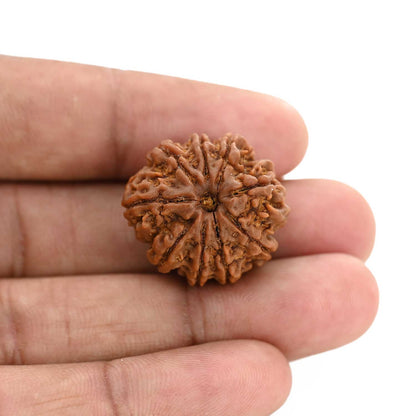 9 Mukhi Rudraksha (Nepal) 24.16 M.M.