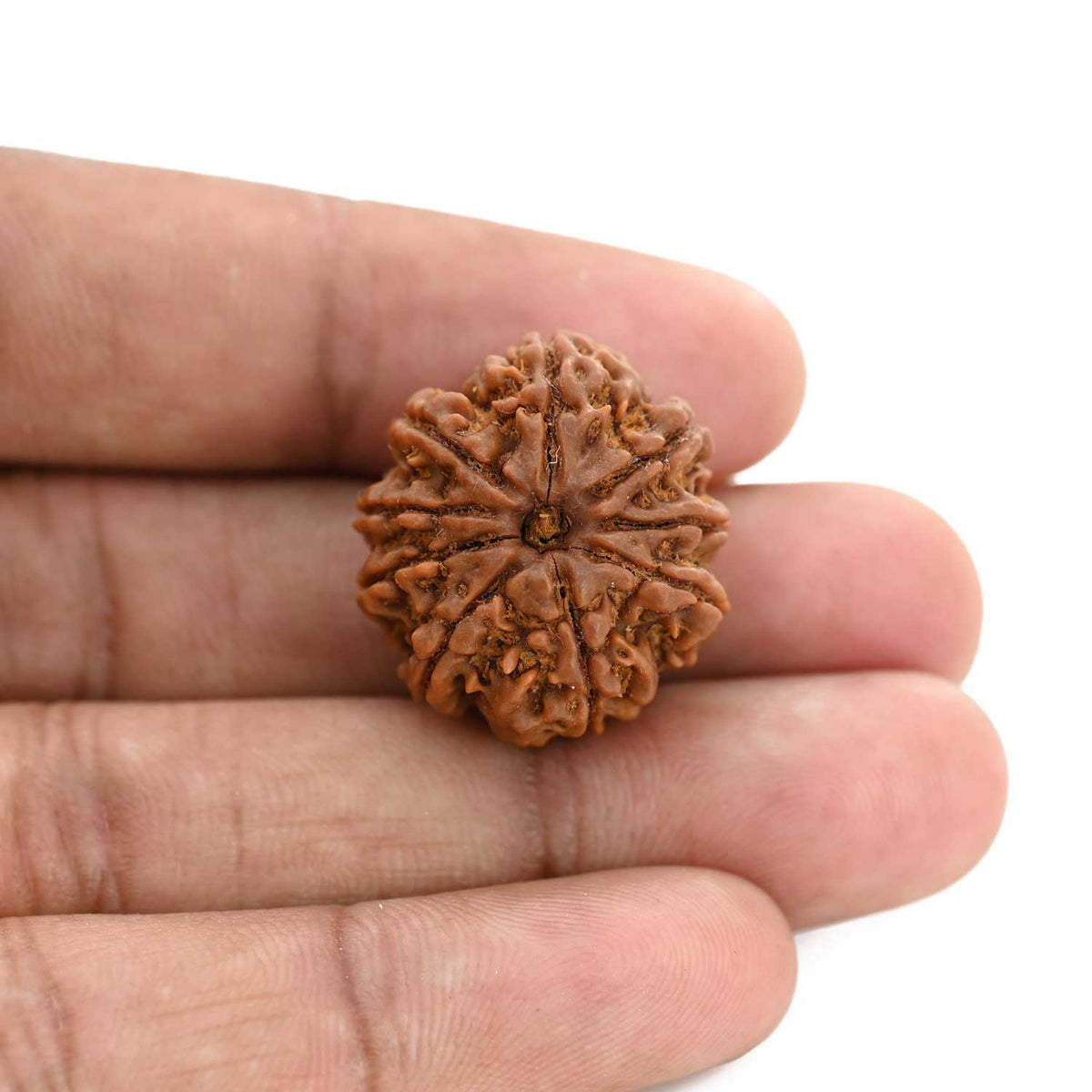 9 Mukhi Rudraksha (Nepal) 24.16 M.M.
