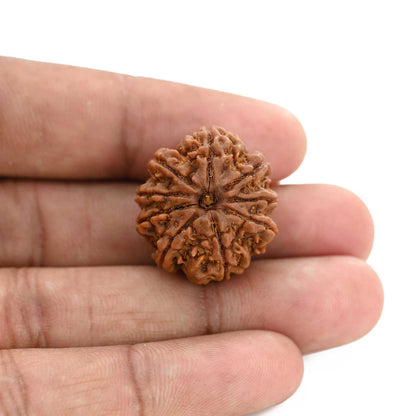 9 Mukhi Rudraksha (Nepal) 24.16 M.M.