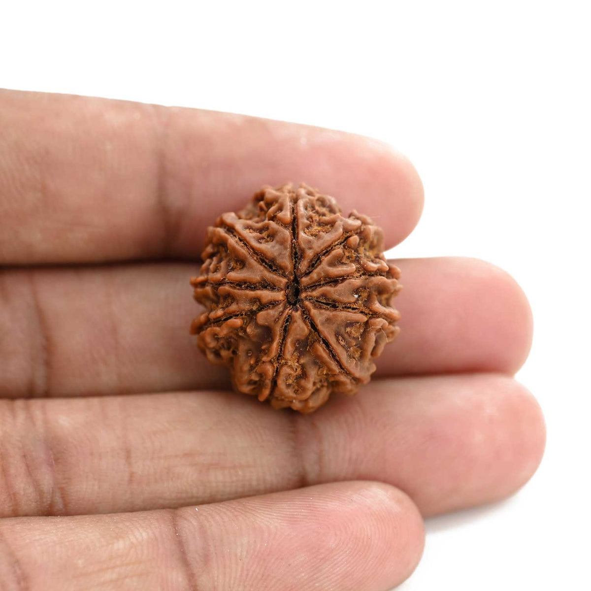 9 Mukhi Rudraksha (Nepal) 24.16 M.M.