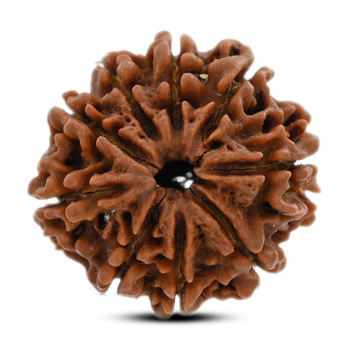 9 Mukhi Rudraksha (Nepal) 24.42 M.M.