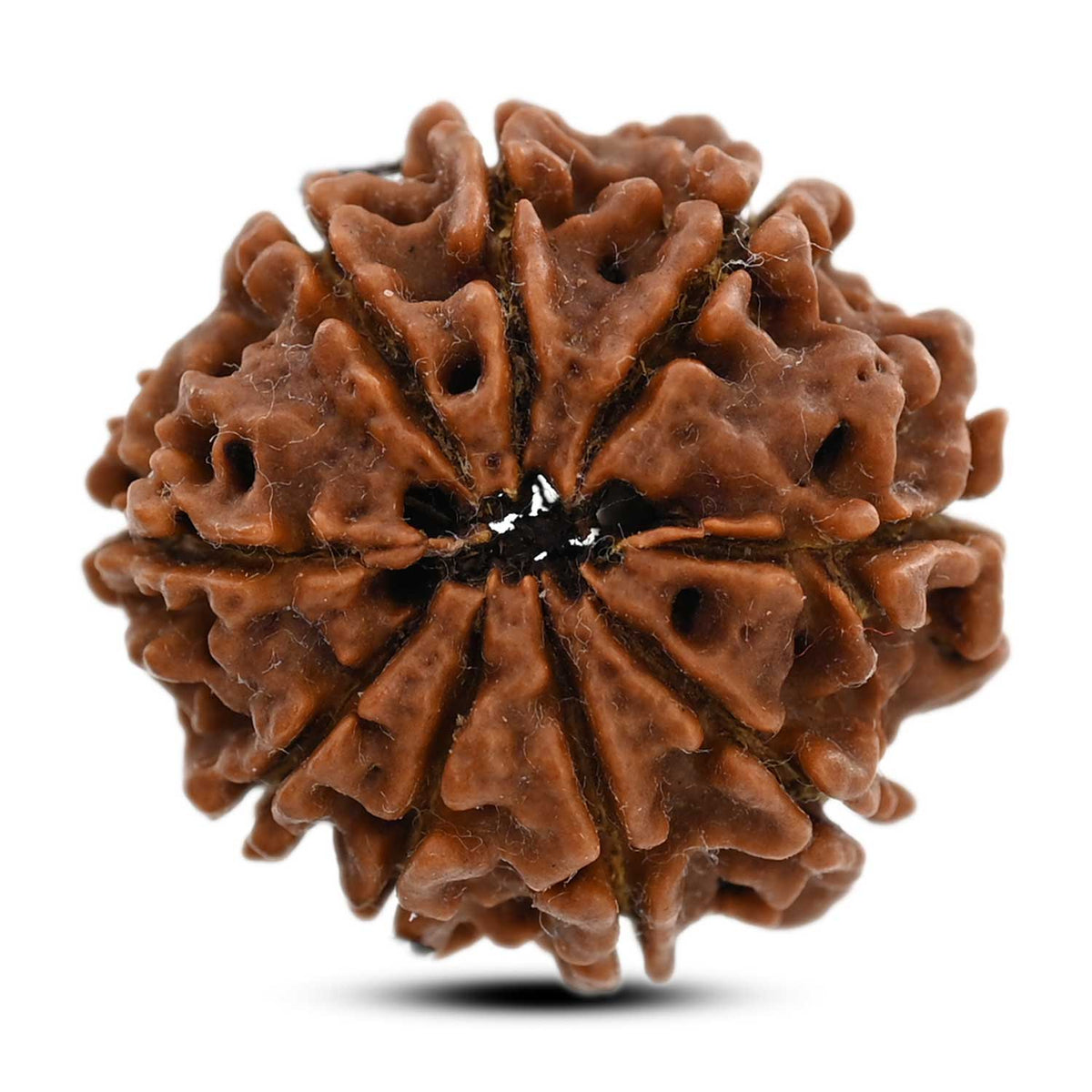9 Mukhi Rudraksha (Nepal) 24.42 M.M.