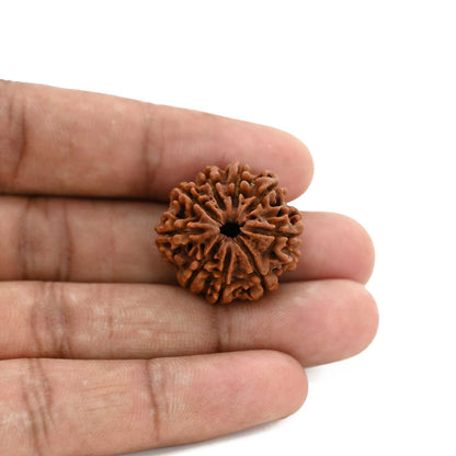 9 Mukhi Rudraksha (Nepal) 24.42 M.M.