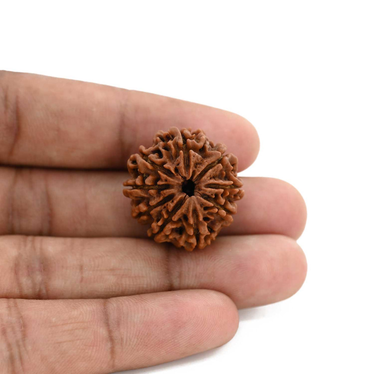 9 Mukhi Rudraksha (Nepal) 24.42 M.M.