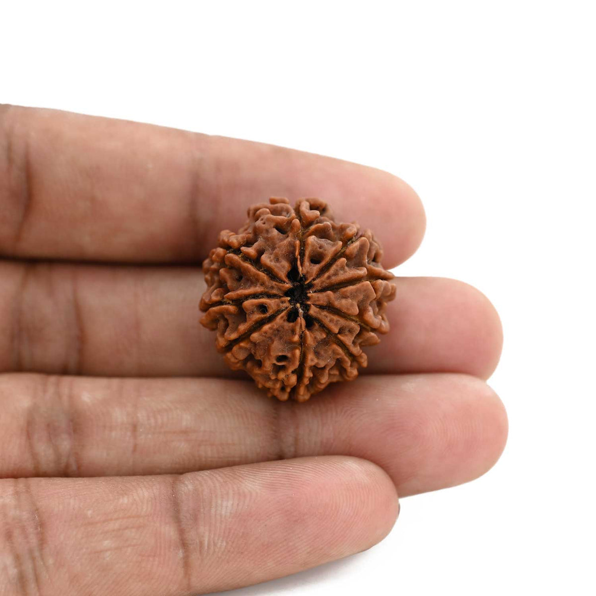 9 Mukhi Rudraksha (Nepal) 24.42 M.M.