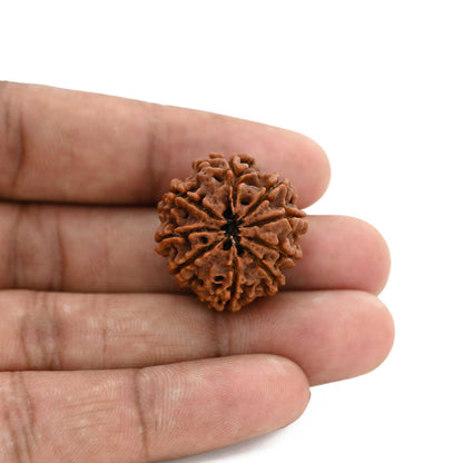 9 Mukhi Rudraksha (Nepal) 24.42 M.M.