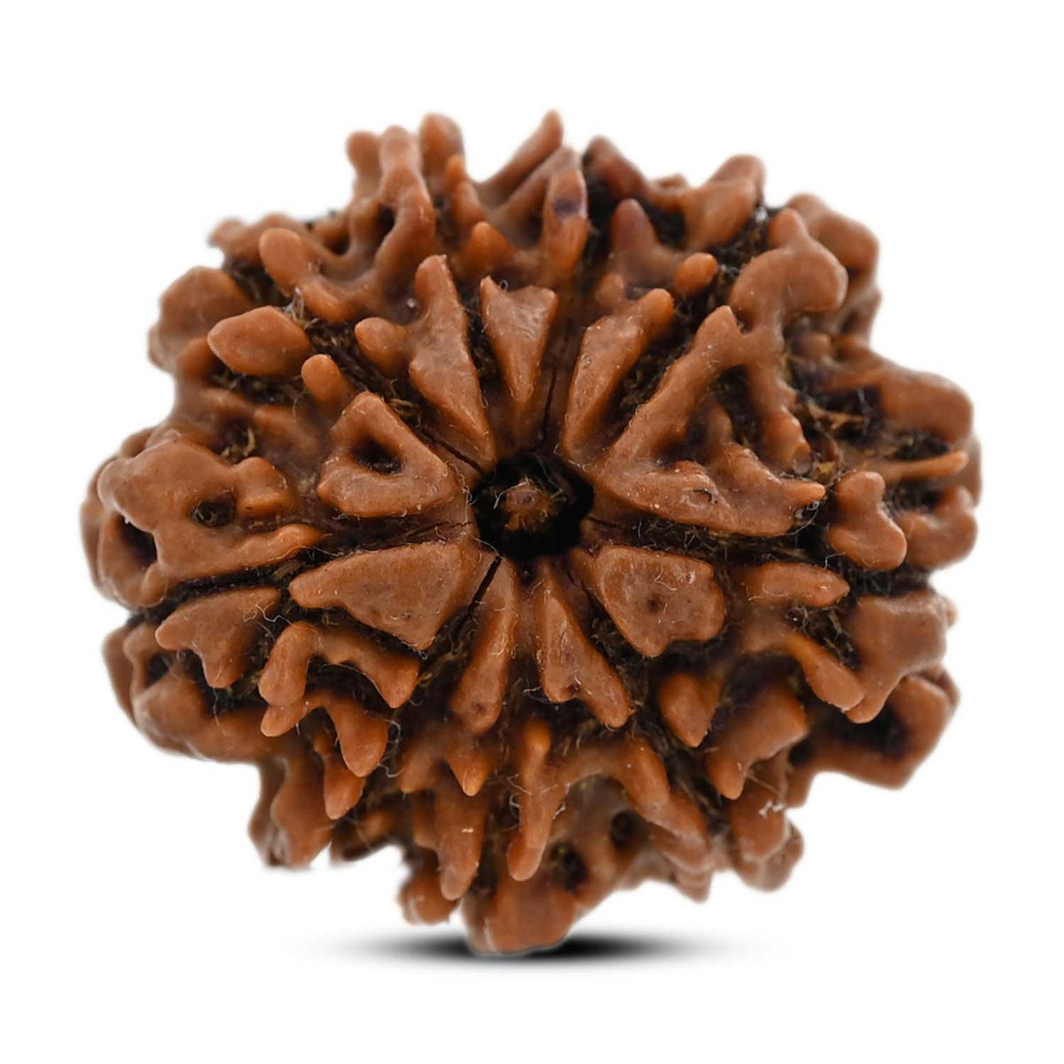 9 Mukhi Rudraksha (Nepal) 24.8 M.M.