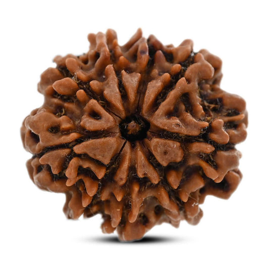 9 Mukhi Rudraksha (Nepal) 24.8 M.M.