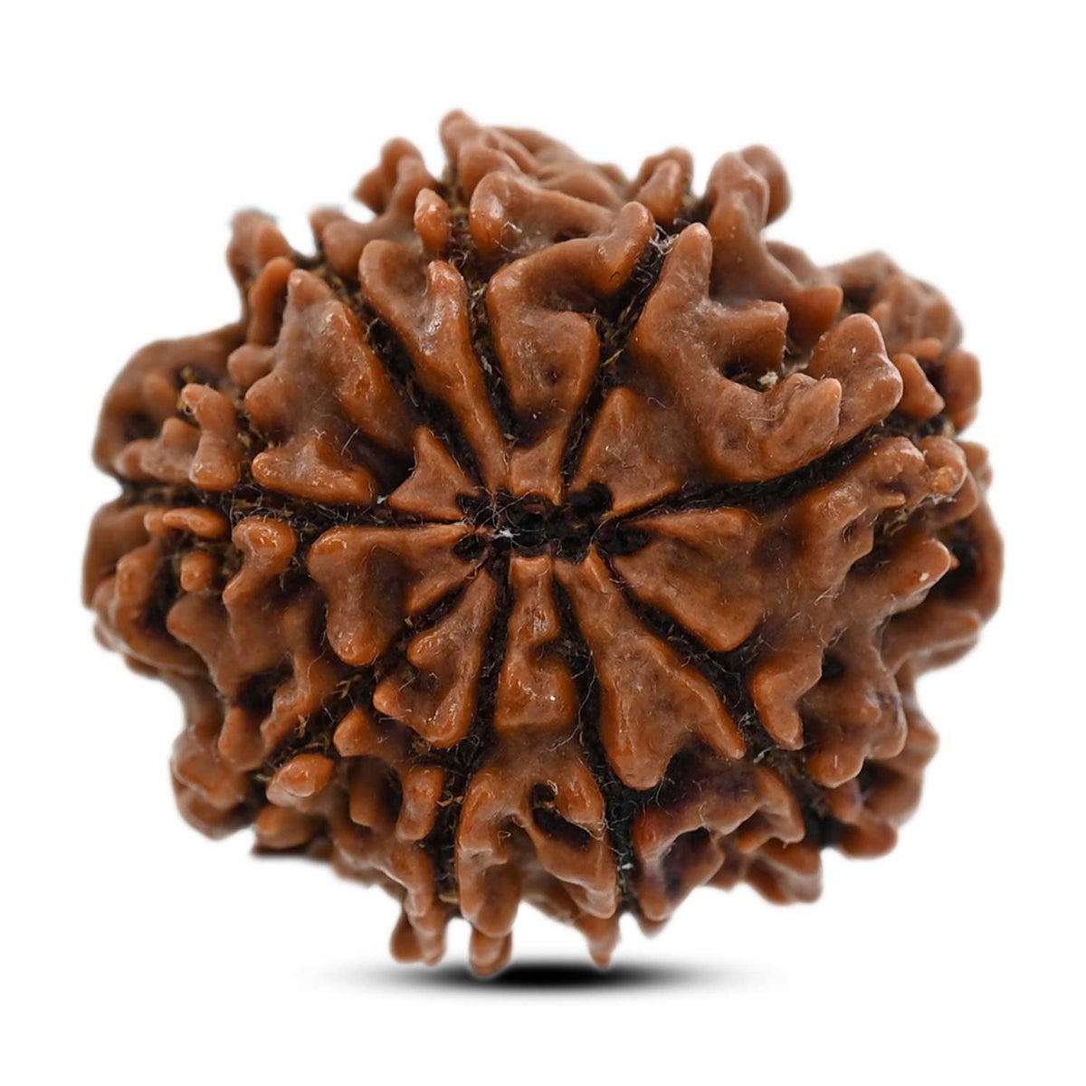 9 Mukhi Rudraksha (Nepal) 24.8 M.M.