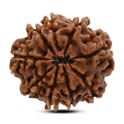 9 Mukhi Rudraksha (Nepal) 24.8 M.M.