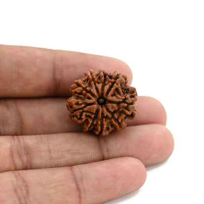 9 Mukhi Rudraksha (Nepal) 24.8 M.M.