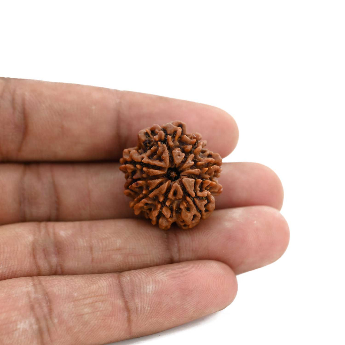 9 Mukhi Rudraksha (Nepal) 24.8 M.M.