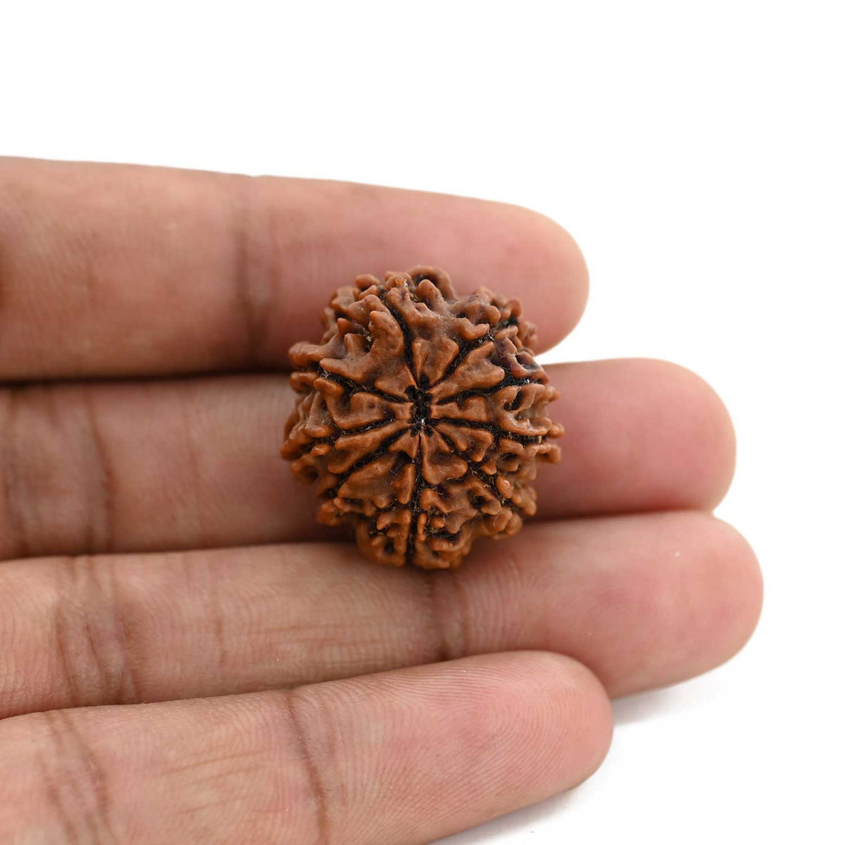 9 Mukhi Rudraksha (Nepal) 24.8 M.M.