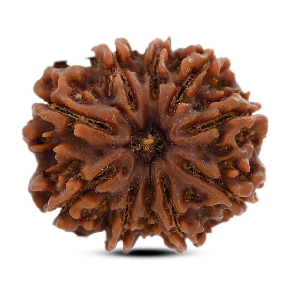 9 Mukhi Rudraksha (Nepal) 26.7 M.M.