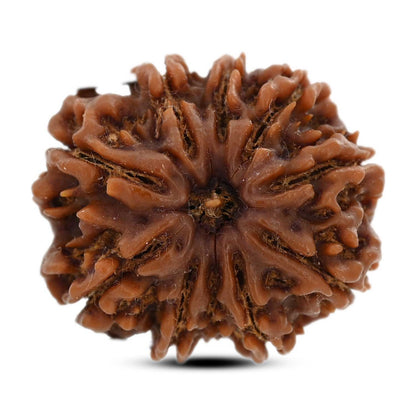 9 Mukhi Rudraksha (Nepal) 26.7 M.M.