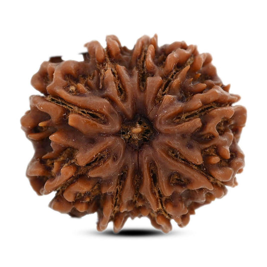 9 Mukhi Rudraksha (Nepal) 26.7 M.M.