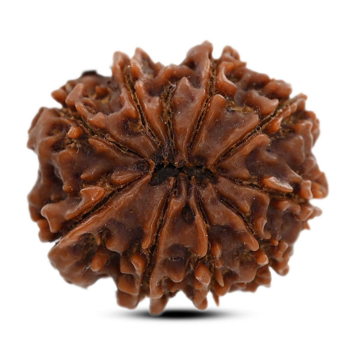 9 Mukhi Rudraksha (Nepal) 26.7 M.M.