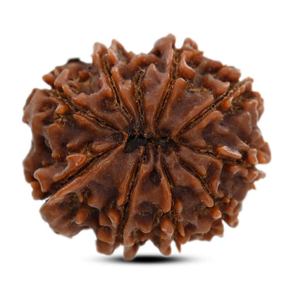 9 Mukhi Rudraksha (Nepal) 26.7 M.M.