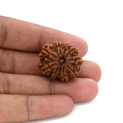 9 Mukhi Rudraksha (Nepal) 26.7 M.M.