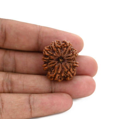 9 Mukhi Rudraksha (Nepal) 26.7 M.M.
