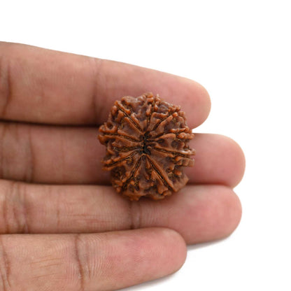 9 Mukhi Rudraksha (Nepal) 26.7 M.M.
