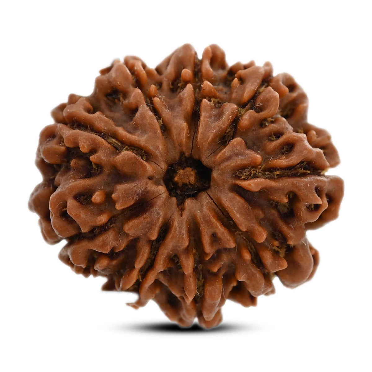 9 Mukhi Rudraksha (Nepal) 25.2 M.M.