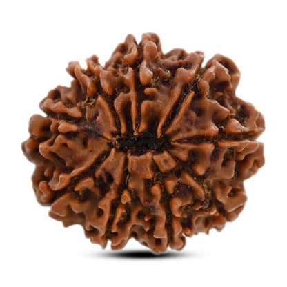 9 Mukhi Rudraksha (Nepal) 25.2 M.M.