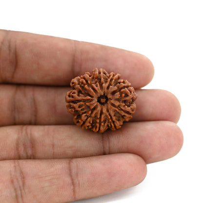9 Mukhi Rudraksha (Nepal) 25.2 M.M.
