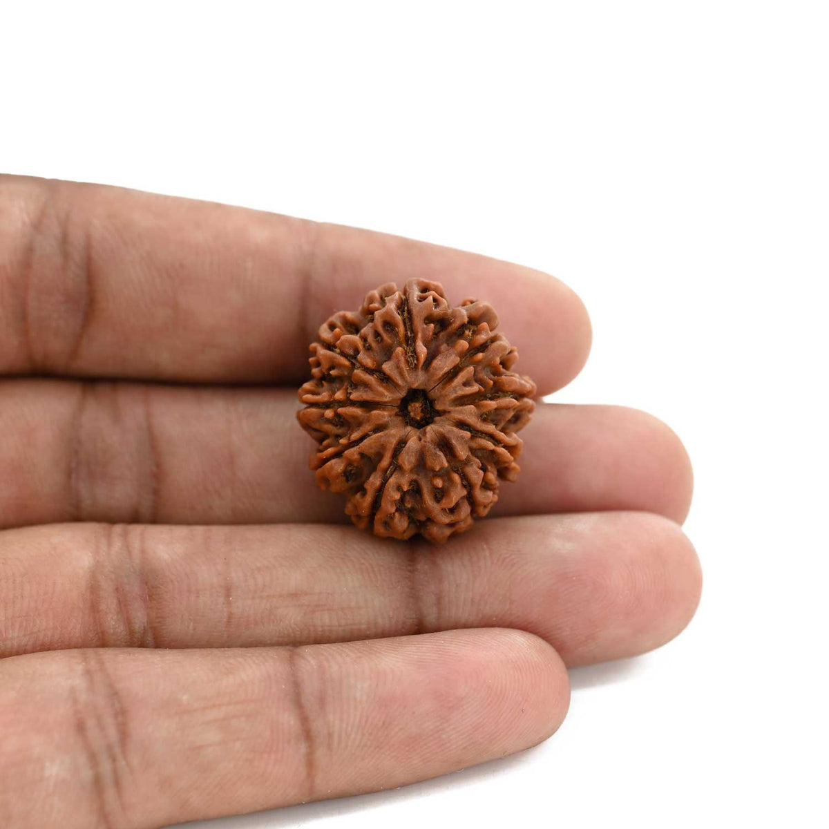 9 Mukhi Rudraksha (Nepal) 25.2 M.M.