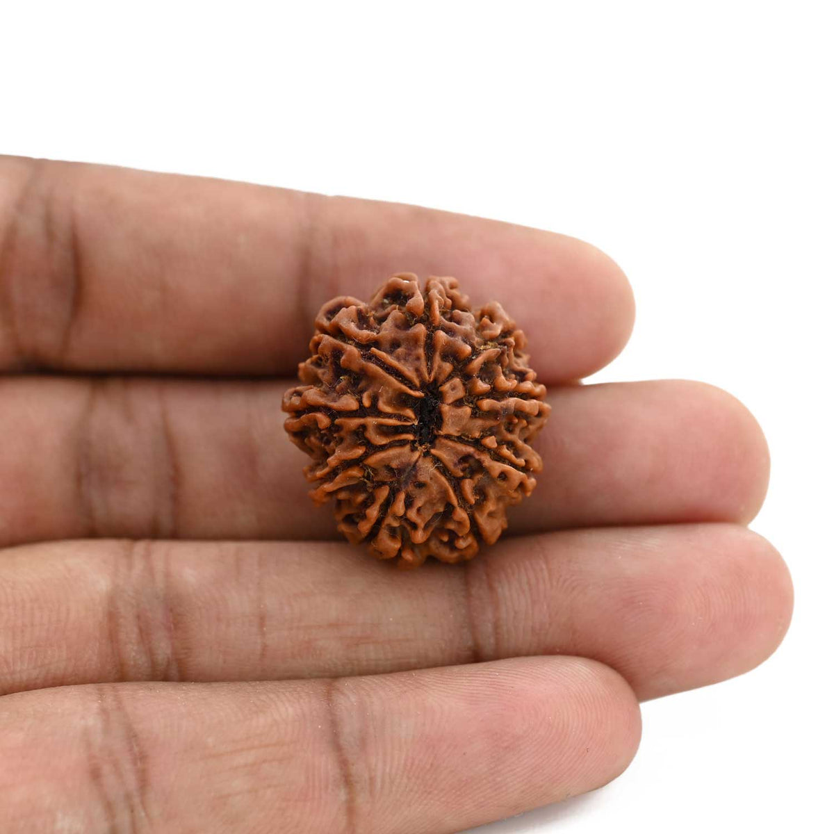 9 Mukhi Rudraksha (Nepal) 25.2 M.M.
