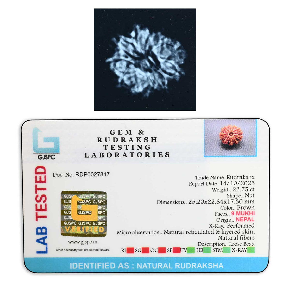9 Mukhi Rudraksha (Nepal) 25.2 M.M.