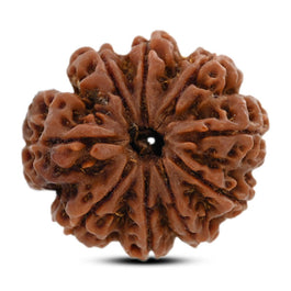 9 Mukhi Rudraksha (Nepal) 29.79 M.M.