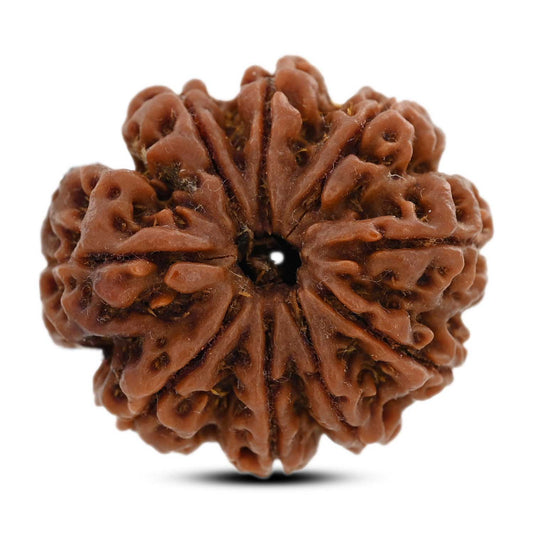 9 Mukhi Rudraksha (Nepal) 29.79 M.M.