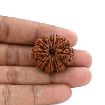 9 Mukhi Rudraksha (Nepal) 29.79 M.M.