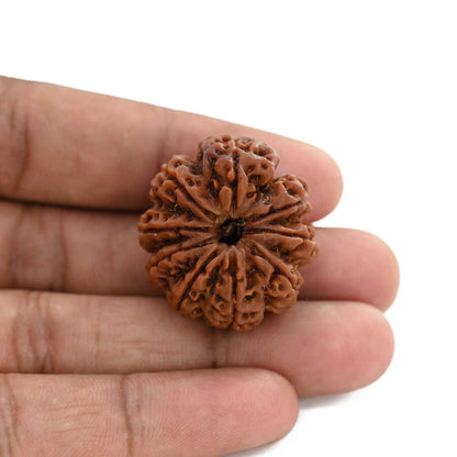 9 Mukhi Rudraksha (Nepal) 29.79 M.M.