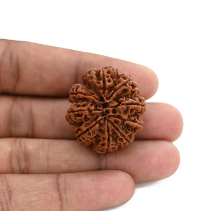 9 Mukhi Rudraksha (Nepal) 29.79 M.M.