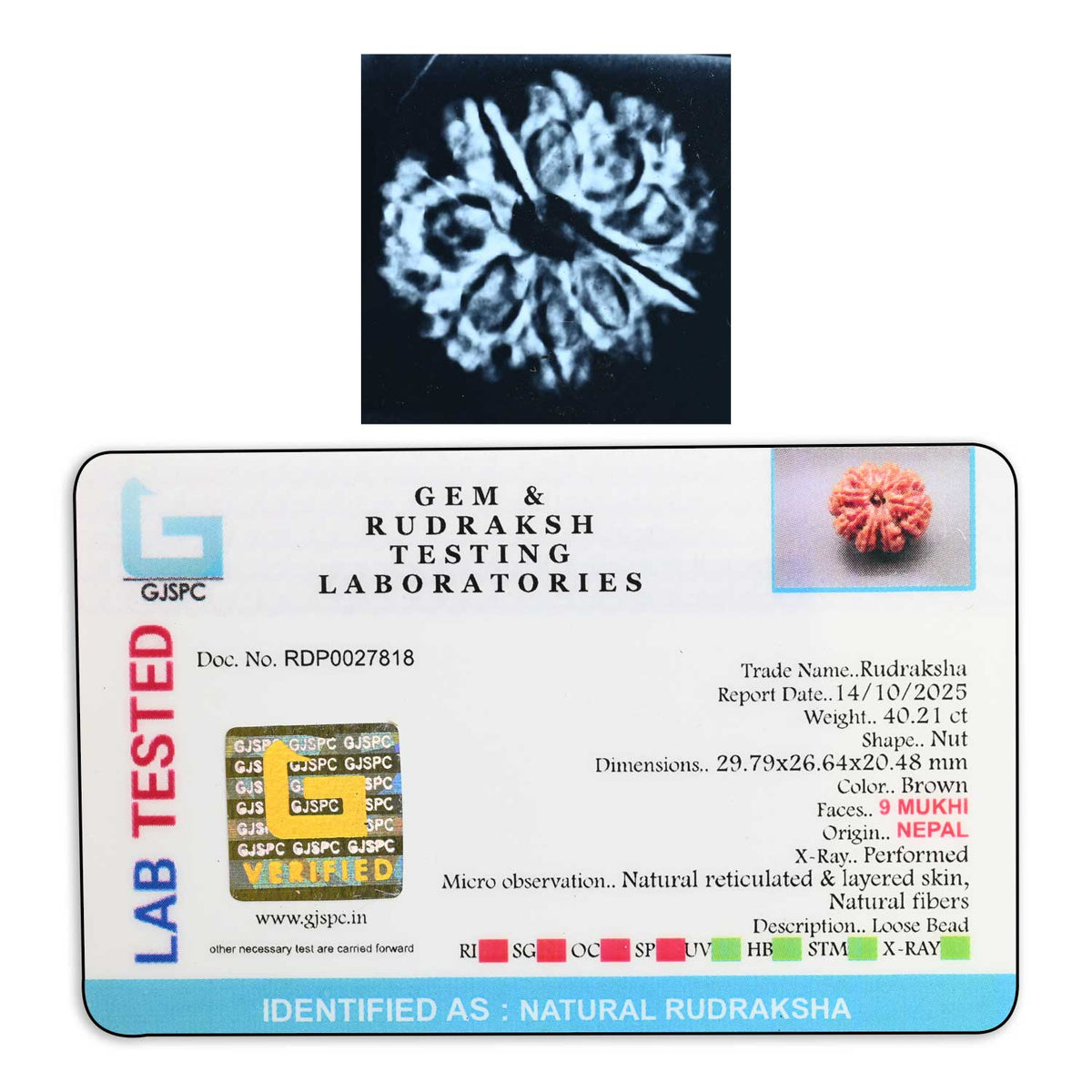 9 Mukhi Rudraksha (Nepal) 29.79 M.M.
