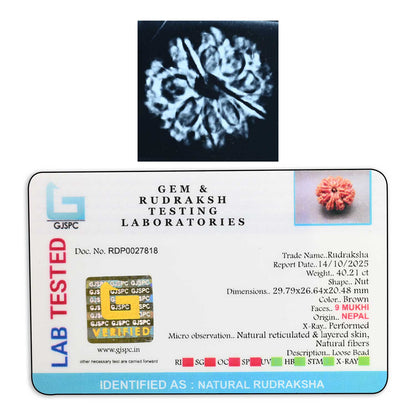 9 Mukhi Rudraksha (Nepal) 29.79 M.M.