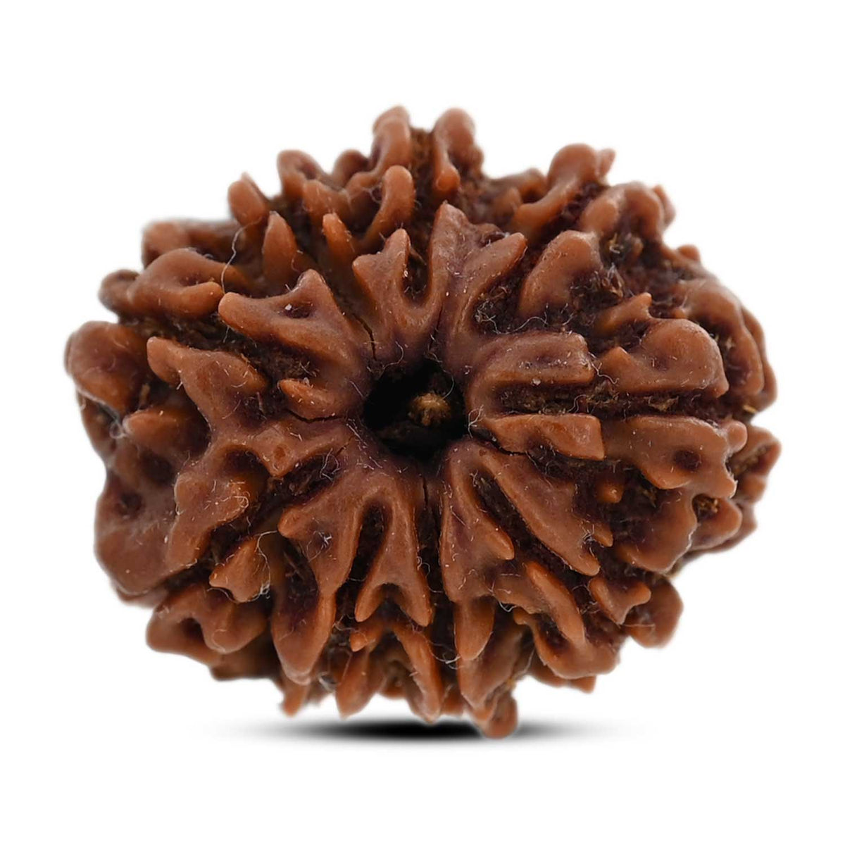 9 Mukhi Rudraksha (Nepal) 23.2 M.M.