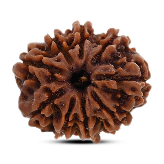 9 Mukhi Rudraksha (Nepal) 23.2 M.M.