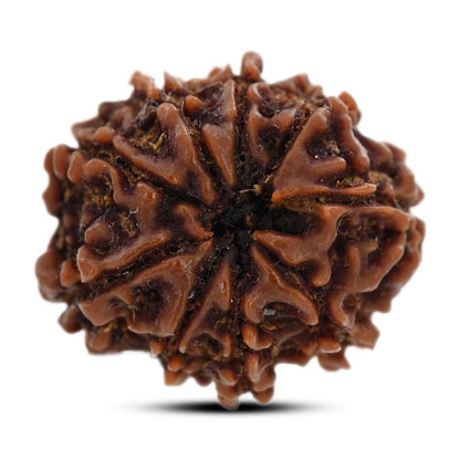 9 Mukhi Rudraksha (Nepal) 23.2 M.M.