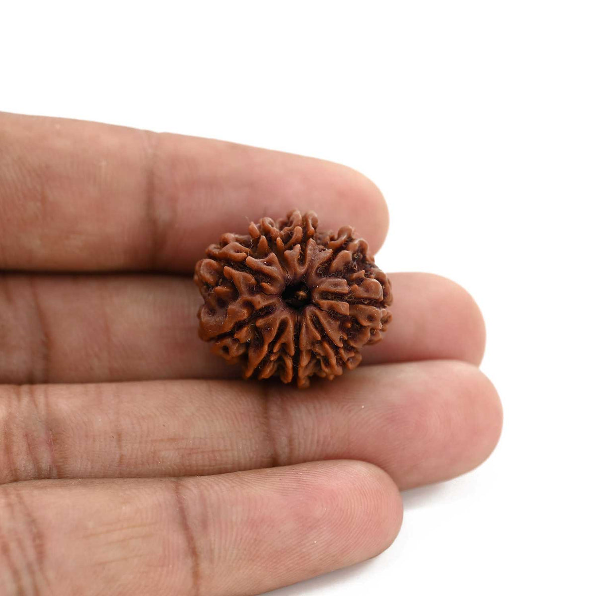 9 Mukhi Rudraksha (Nepal) 23.2 M.M.