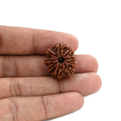 9 Mukhi Rudraksha (Nepal) 23.2 M.M.